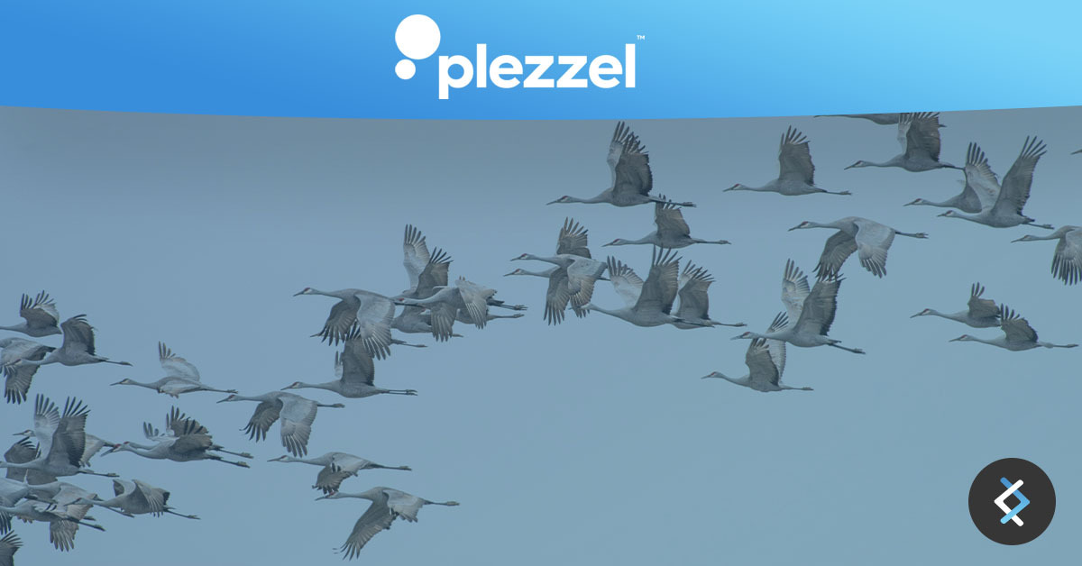 A gaggle of geese flying, blue banner is above it with plezzel logo in white on top
